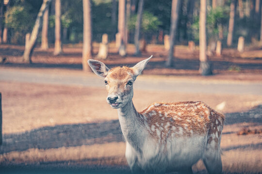 Axishirsch - Ein junges Reh sucht w&auml;hrend der Morgenstunden im Schutz des Waldes nach Futter - Serengeti Park in Hodenhagen