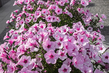 White and pink petunia standing on pavement