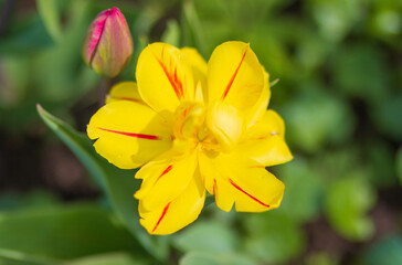 Yellow tulip