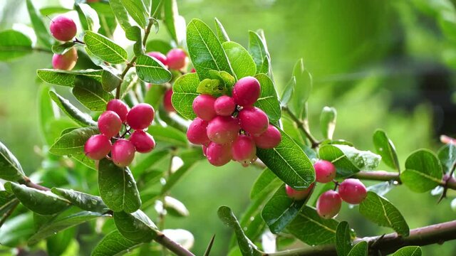 Bengal-Currants, Carandas-plum, Karanda, Carissa carandas L, Is a fruit with high medicinal properties.	