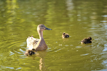 Beautiful closeup view of duck (Mallard) mother with baby ducklings in nice colors of pond water in Herbert Park, Dublin, Ireland. Copy space. Soft and selective focus