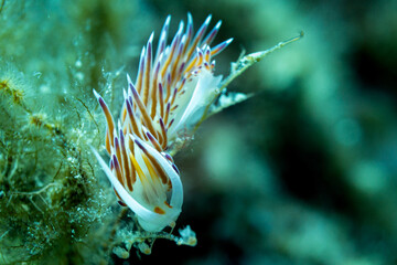 Flabellina im ionischen Meer