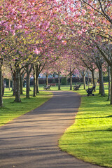Beautiful spring view of blooming pink cherry (Prunus Shogetsu Oku Miyako) trees almost empty alley and walking path during COVID-19 lockdown, Herbert Park, Dublin, Ireland. Soft and selective focus