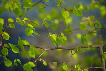 Light, green tree leaves and natural blurred gradient background in springtime. Toned image. Shallow depth of field.
