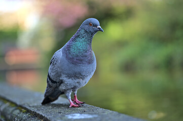 Beautiful closeup view of common city feral pigeon (Columbidae) sitting on the pond edging in sunny Herbert Park, Dublin, Ireland. Soft and selective focus. Blurry background focus