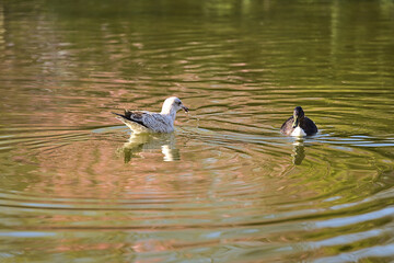 Beautiful closeup view of Western European Herring Gull (Larus argentatus argenteus) and tufted duck (Aythya fuligula) resting in pond in Herbert Park, Dublin, Ireland. Soft and selective focus