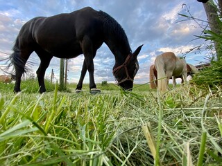 Pferde mit Augenmasken, stehen in Koppel und grasen. Im Vordergrund Gras im Hntergrund dramatischer Himmel