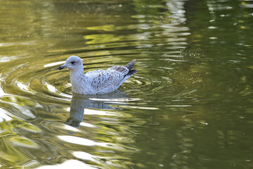 Beautiful closeup view of Western European Herring Gull (Larus argentatus argenteus) with reflection in pond water in Herbert Park, Dublin, Ireland. Soft and selective focus