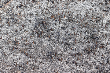 Ashes from burnt grass.