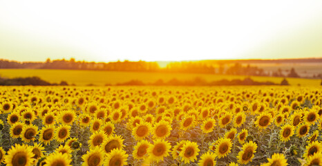 Beautiful panoramic view of a field of sunflowers in the light of the setting sun. Yellow sunflower...