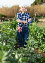 Girl farmer harvesting peas in the garden. High quality photo