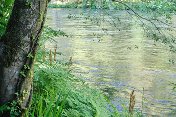 River in green forest