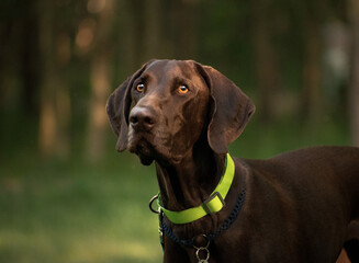 Cute funny big dog walking outside. Beautiful portrait of the brown kurzhaar in the forest.