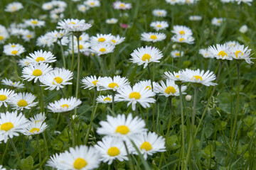 Fototapeta premium Summer field with grass and flowers, small daises artistic partial focus and blurred background