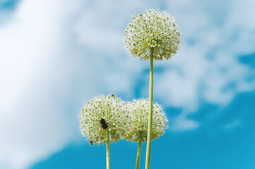 Allium giganteum flower plant against blue clouds sky. Bouquet of beautiful plant bulb Blossom of natural wildflower Allium giganteum. Fragility garden flowers in bloom. Floral Natural wallpaper