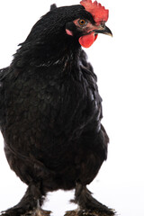 Marans hen isolated on white