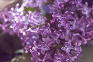 Lilac purple branch flower bloom, spring, summer background