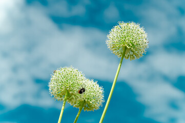 Allium giganteum flower plant against blue clouds sky. Bouquet of beautiful plant bulb Blossom of natural wildflower Allium giganteum. Fragility garden flowers in bloom. Floral Natural wallpaper