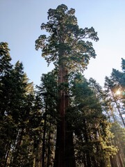 Fototapeta premium Giant Trees looking up redwood sequoia national park nature
