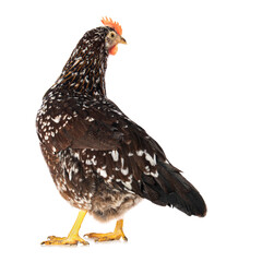 Swedish flower hen isolated on white