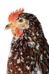 Swedish flower hen isolated on white