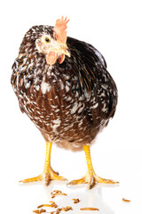 Swedish flower hen isolated on white