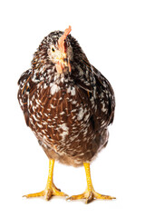 Swedish flower hen isolated on white