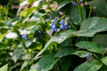 beautiful defocus floral background. Blooming spring flowers