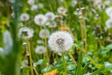 White fluffy dandelions in spring or summer on a green grass
