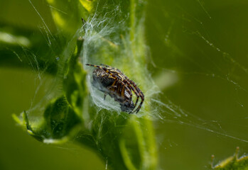 black-brown spider hunting in a green meadow 