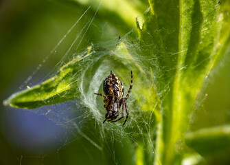black-brown spider hunting in a green meadow 