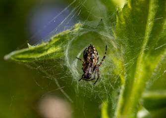 black-brown spider hunting in a green meadow 