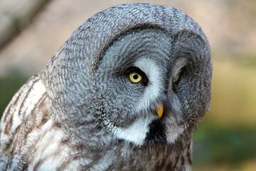 Bartkauz (Great Gray owl - Strix nebulosa)