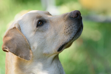Ritratto di profilo del muso di un Labrador Retriever dal pelo color miele.