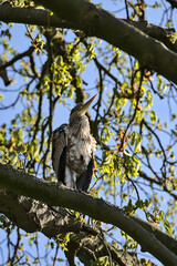 Beautiful closeup view of long-legged gray heron (Ardea Cinerea) sitting and resting on spring blooming chestnut tree in Herbert Park, Dublin, Ireland. Soft and selective focus