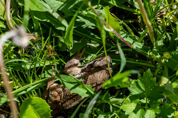 brown frog in tall green grass in the meadow 