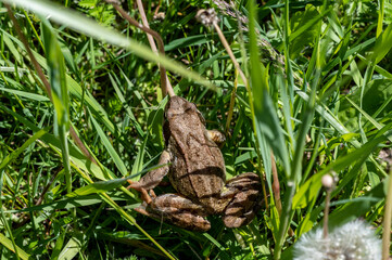 brown frog in tall green grass in the meadow 