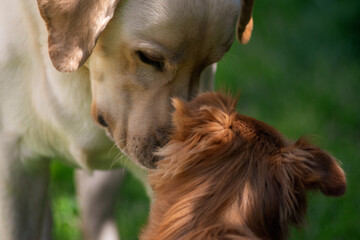 Un Labrador Retriever e la sua compagna di giochi che si scambiano uno sguardo.