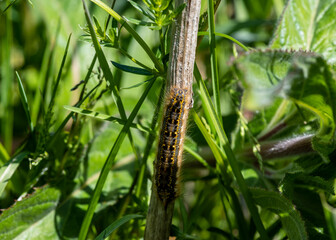 forest meadow with grass and flowers and insects on a bright sunny day 