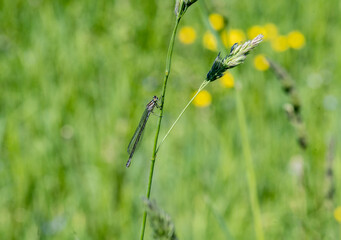 close-up shooting of beautiful playful dragonflies in the meadow during mating games 
