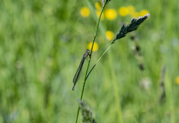 close-up shooting of beautiful playful dragonflies in the meadow during mating games 