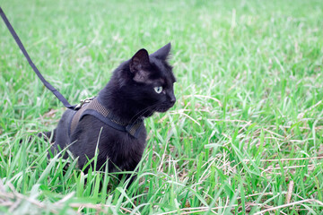 Black cat is walking on the grass on a leash