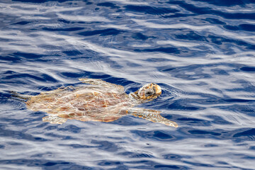caretta turtle near sea surface for breathing