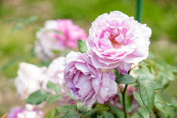 薄ピンクローズガーデン