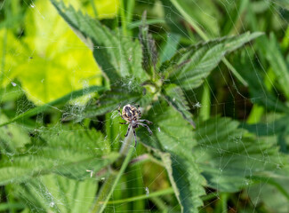 black-brown spider hunting in a green meadow 
