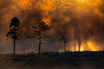 Sunrise in a foggy forest