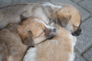 귀여운 아기 강아지들의 여유로운 낮잠