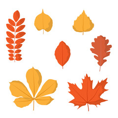 Set of autumn leaves. Vector illustration, isolated on white, for nature, eco and autumn design