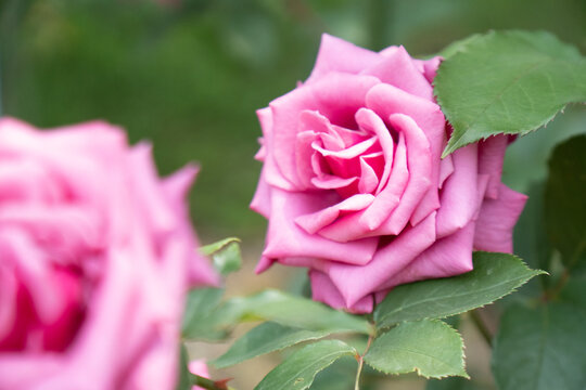 ピンクの薔薇の花アップ2