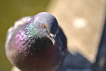 Beautiful closeup view of common city feral pigeon (Columbidae) sitting on the pond edging in sunny Herbert Park, Dublin, Ireland. Soft and selective focus. Blurry background focus